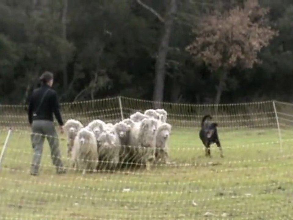 Seed chien beauceron arlequin au cant