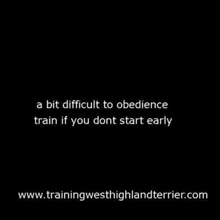 Training West Highland Terrier