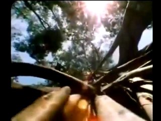 GÖVDESİ OLMAYAN DÜNYANIN EN İLGİNÇ AĞACI [HQ]