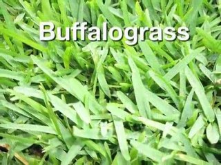 Sod Spring Branch 78070 | River Crossing, Mistic Shores, La