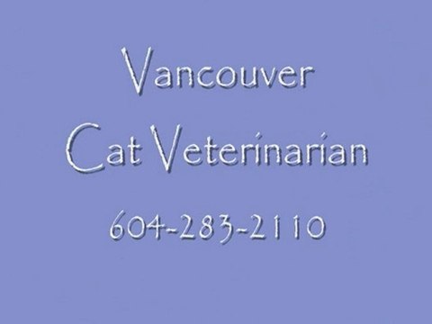 Vancouver Cat Veterinarian 604-283-2110 Cat Vet BC