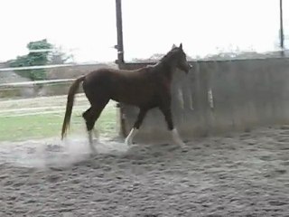 Sir windsor obstacle