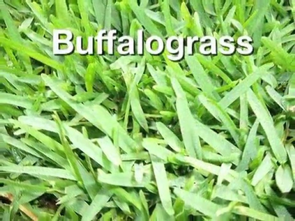 San Antonio | Buy Sod | Sod Installation | Sod for Sale