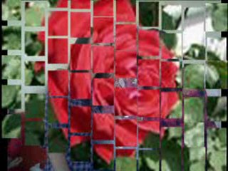 Muhteşem Aile: En Güzel Günleriniz Dileğiyle