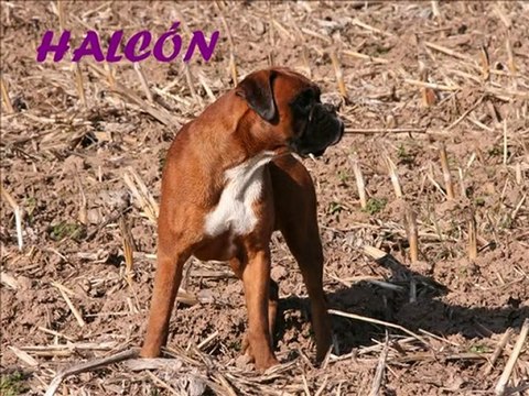 Halconn 8.09 à 3.10