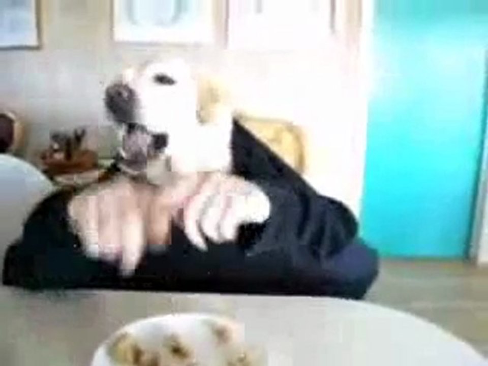 le dejeuner de l'humain-chien