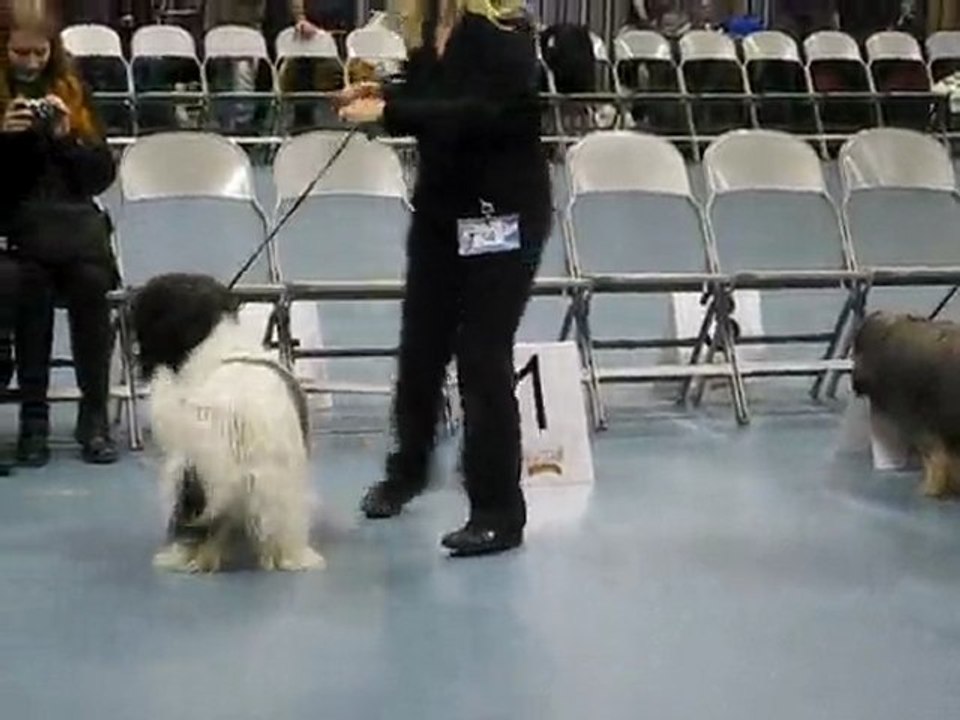 Schapendoes males / Schapendoes urokset