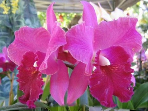 # marwan khouri-ya rabbi #