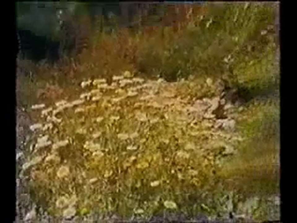 250 Year Old Devraha Baba