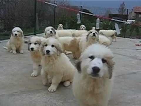 Authentiques Chiots LOF Montagne des Pyrénées Patou