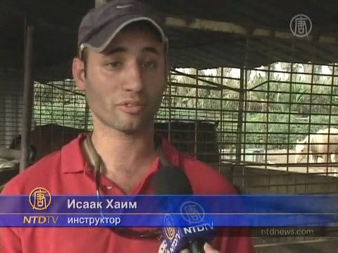 Иппотерапия восстанавливает здоровье