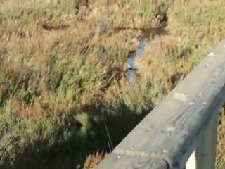 San Pedro del Pinatar Mud bath Impression