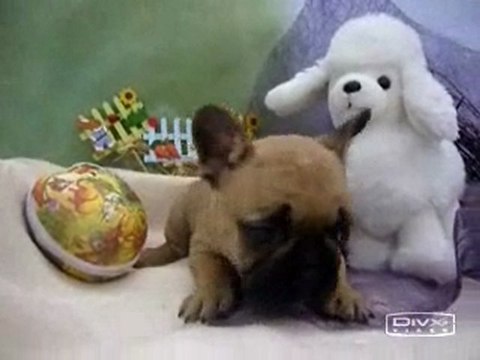 Franse Bulldog pups beschikbaar