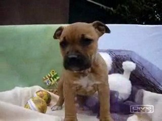 Amerikaanse stafford pups beschikbaar
