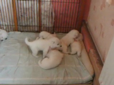 les chiots a 14 jours de leurs naissance court poil