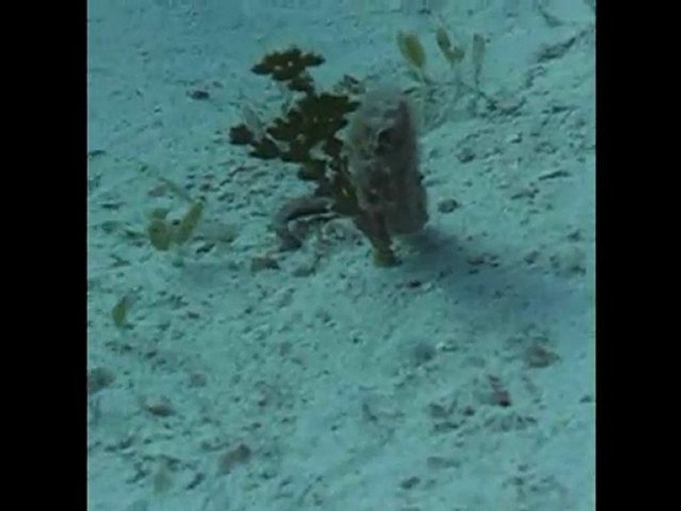 Hippocampe 2