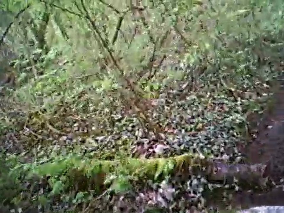 sortie bois quad moto cross enduro