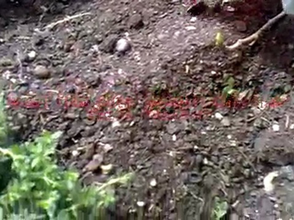 jardinage muhajirats 3