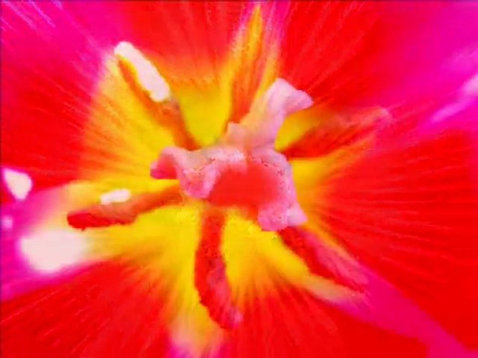 Fleurs d'une autre planète? (fleurs roses et rouges)