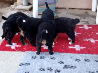 Faïk ou "le buldozer"