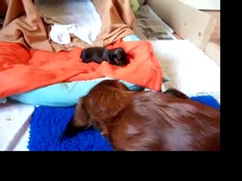 les chiots F ont 15 jours