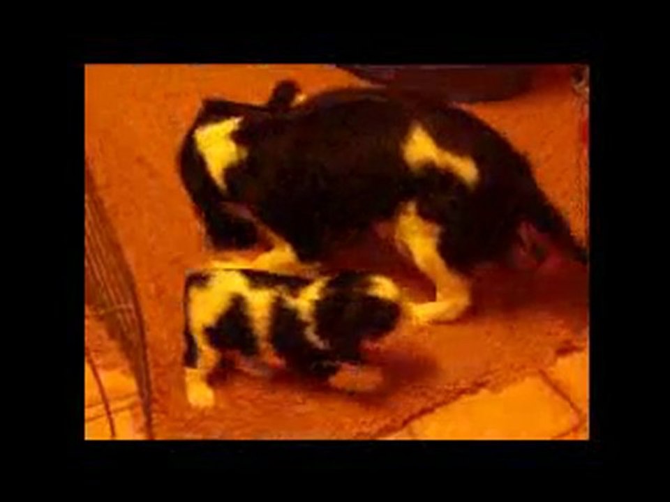 Chanel et les bébés de Belle le 22 Mars 2010