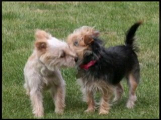 All Natural Dog Food