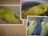 Pacific Parrotlet Color Mutation Scrapbook By Parrotletbirds