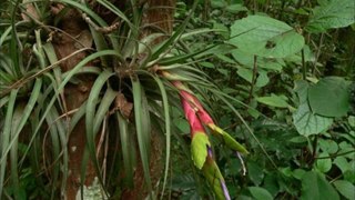 Heliconias y bromeliaceas de Costa Rica