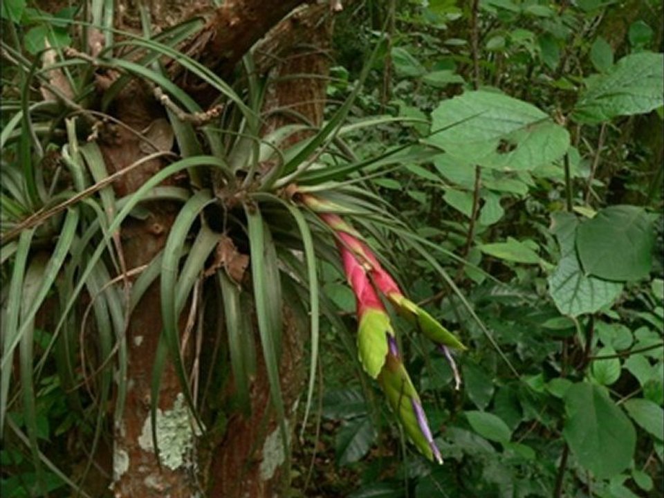 Heliconias y bromeliaceas de Costa Rica