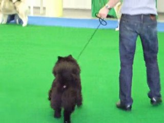 The Malta Kennel Club Dog Show Group Judging March 2010