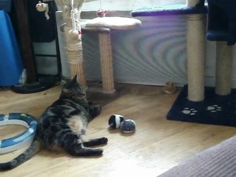 Happy, Câline et Dixy face à la pulvérisation Nepata Cataria