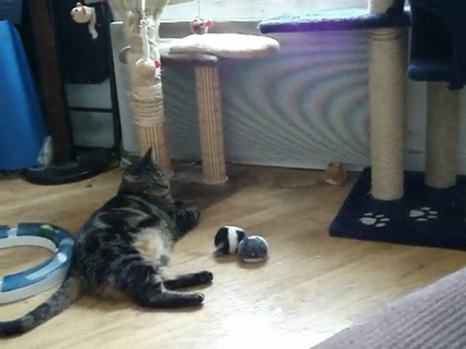 Happy, Câline et Dixy face à la pulvérisation Nepata Cataria