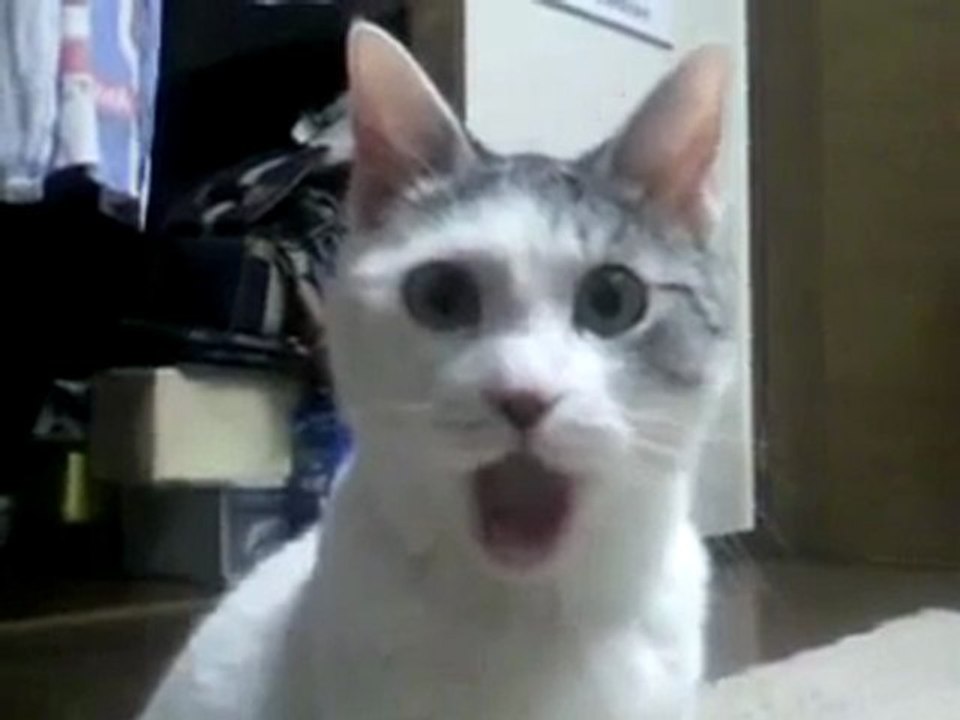 Ce chat n'en revient pas