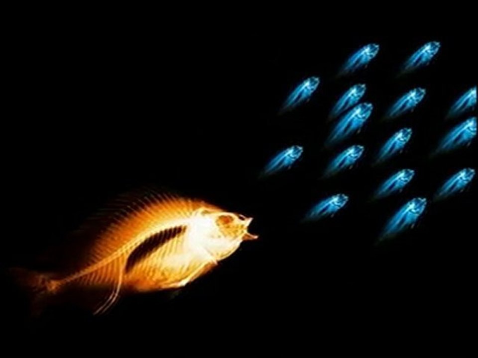 POISSONS-FISH............