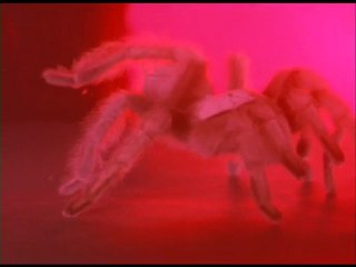 Alice Cooper - Devil's Food - The Black Widow