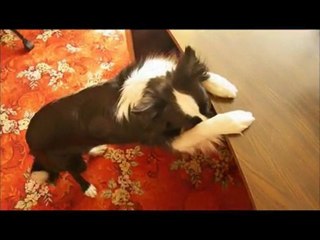 Casey's spring tricks 2010