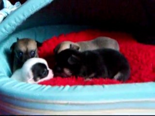 viséos bb D4AL2GRIAmars 2010 004