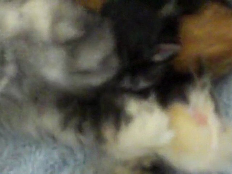 chaton