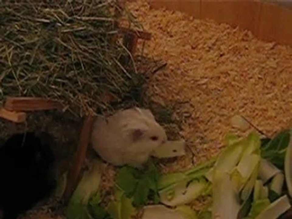 snowhite et ses nouvelles coloc'