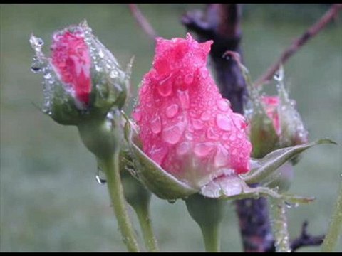 GULAY - BAHÇEDE YEŞİL ÇINAR