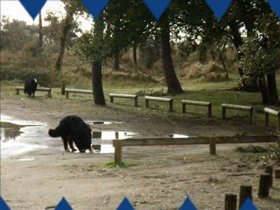 La bande à CYRIUS le 27.03.2010 à la mer