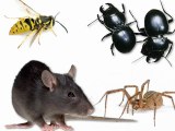 Port Orange Pest Control  - Elite Termite and Pest Services