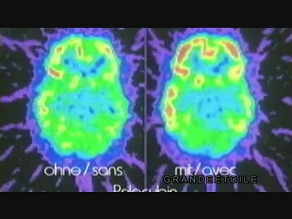 5-5 les champignons hallucinogènes
