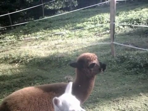 La montagne des lamas