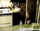 Raccoon Sneaks and Slips - PetTube.com