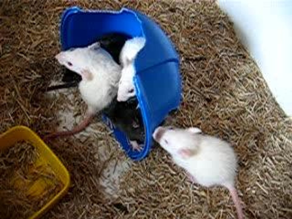 bébés rats 22 jours, baston!