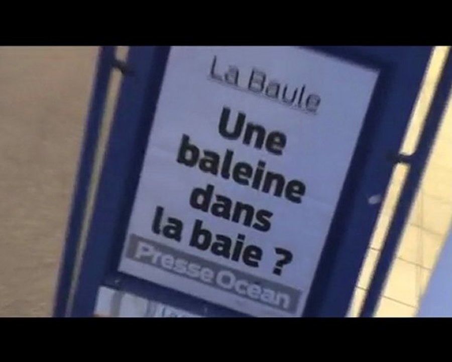 Une baleine dans la baie 2