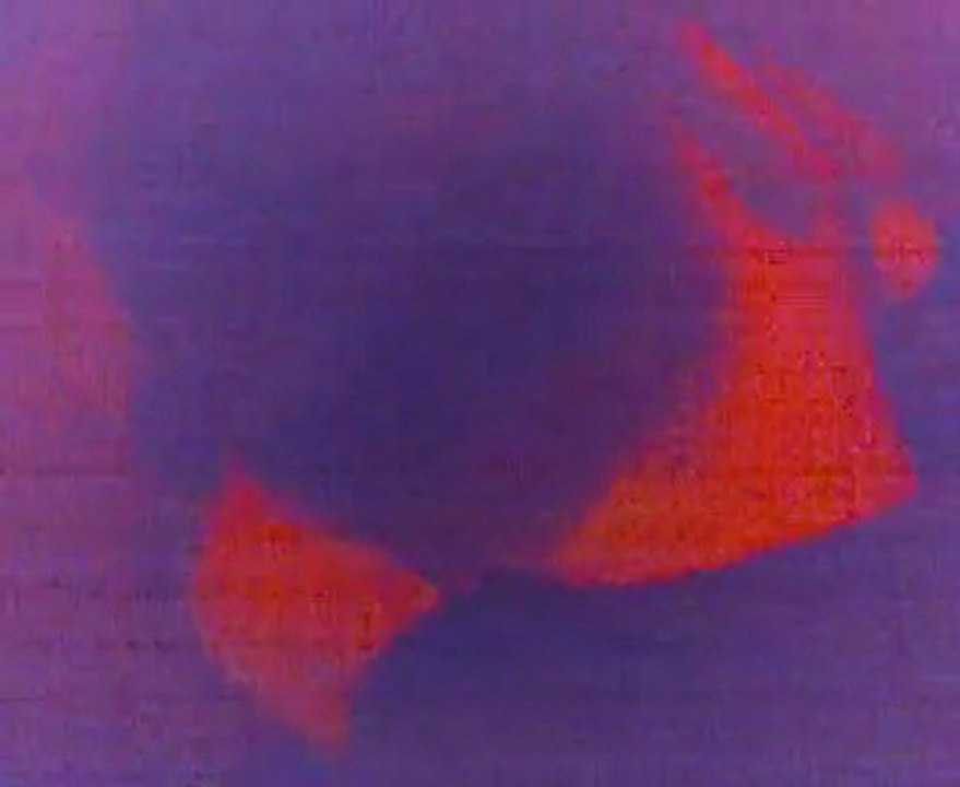 hellen live