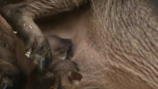 New Warthog Piglets | Maryland Zoo In Baltimore